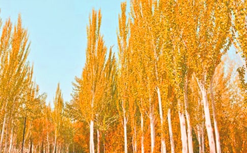 [��ѡ]����������