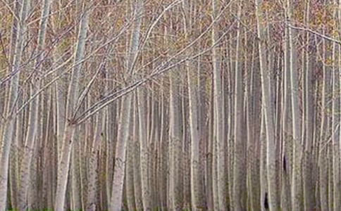 《白杨礼赞》读后感13篇