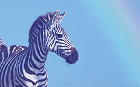 礼让斑马线的倡议书