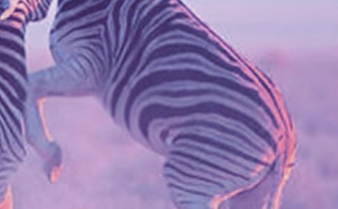 文明礼让斑马线倡议书(通用20篇)