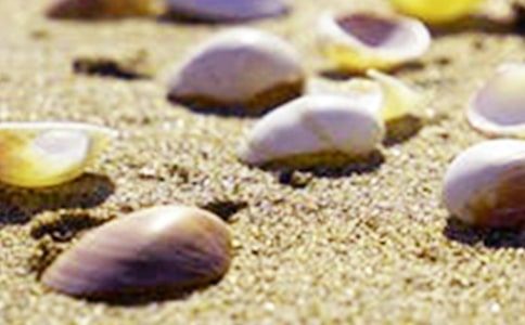 精选捡贝壳作文300字九篇