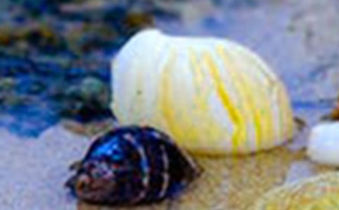 �Ա���Ϊ���������650��