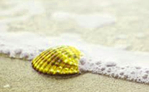 (经典)贝壳作文300字