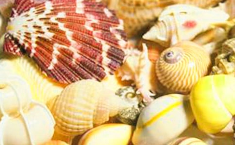 描写贝壳的句子