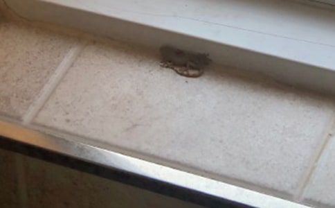 壁虎是保护动物吗