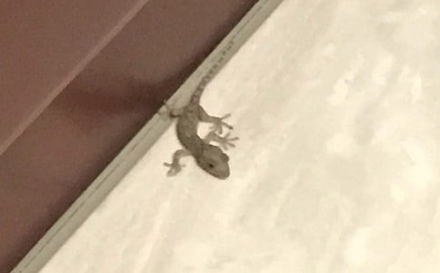 发现壁虎的作文300字四篇