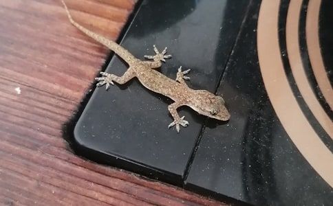 �ڻ�����������300��3ƪ[����]