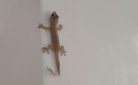 精选壁虎的尾巴作文300字四篇