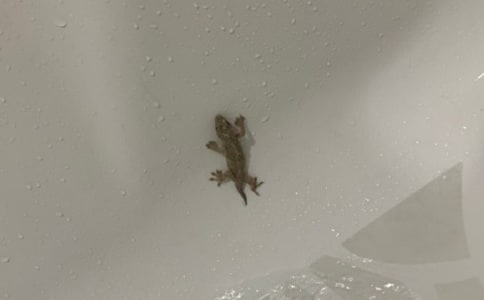 壁虎的秘密作文300字