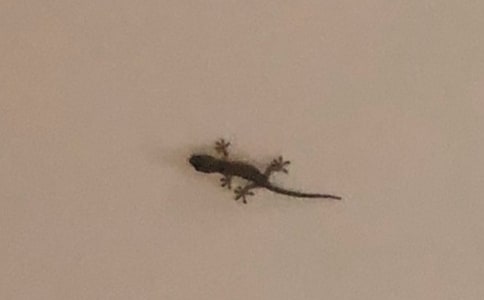 ���ֱڻ�������300��6ƪ