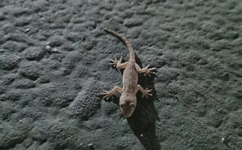 壁虎的天敌是什么动物