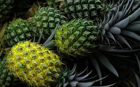 菠萝用英文怎么写?