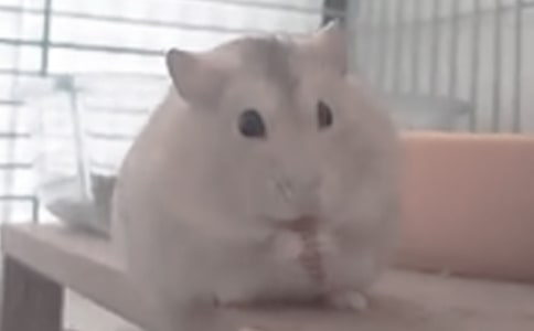 仓鼠和老鼠的区别