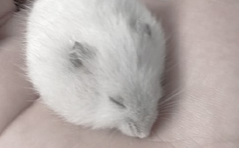 有关仓鼠的作文300字九篇