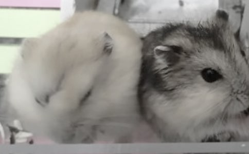 【精选】仓鼠的作文300字四篇