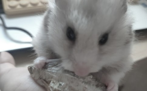 【热门】仓鼠的作文300字四篇