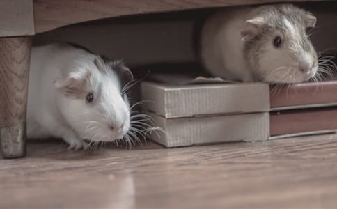 ���ر������������300����ƪ