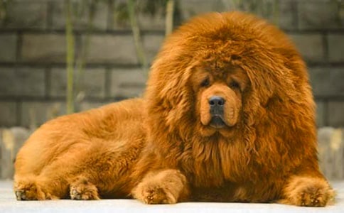 �����ᡷ�����