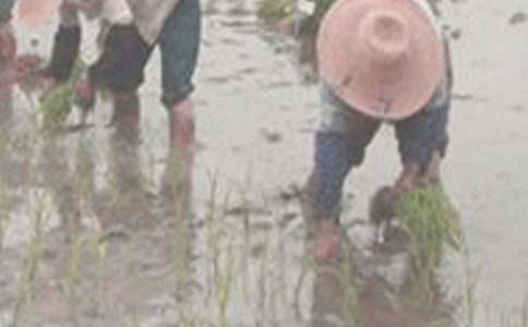 实用的插秧作文300字四篇