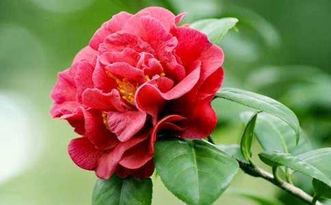 ���������軨����300��3ƪ