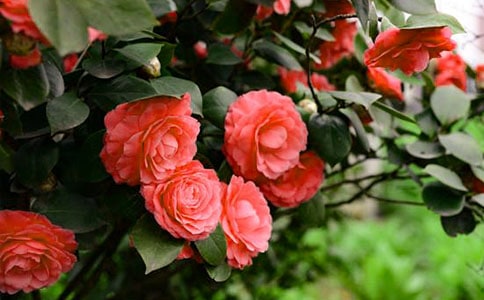 �軨����300�־�Ʒ3ƪ