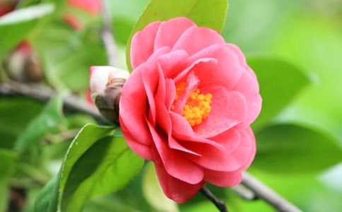 茶花作文300字(优选4篇)