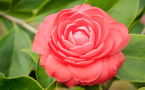 描写茶花的句子