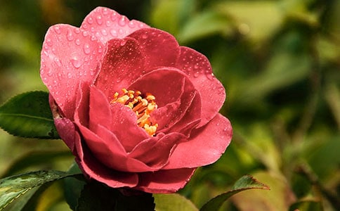 描写山茶花的句子,描写山茶花的诗句大全