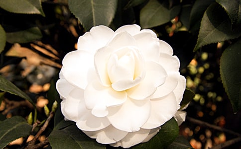 ��д�軨����������