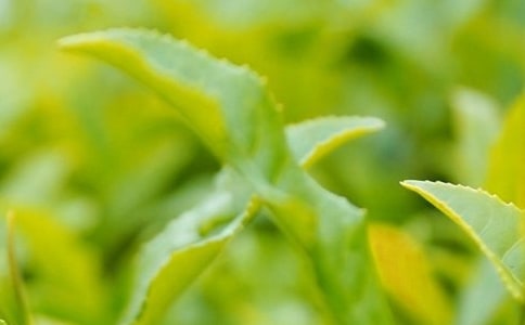 茶叶生产与加工技术专业是干什么的