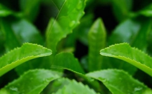 ��Ҷ��������3ƪ