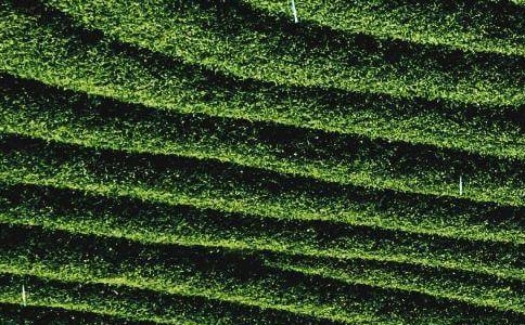 茶叶店简短宣传语