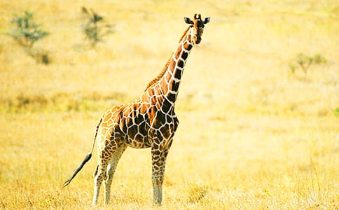 ����¹�ĸ���