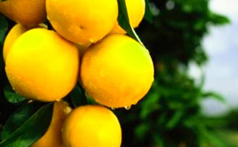 写橙子的作文300字