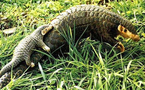 穿山甲旅行记小升初作文1000字