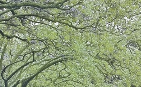 关于春风的句子9篇(经典)