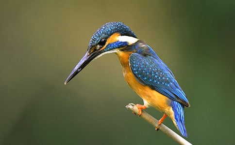 实用的翠鸟作文300字3篇