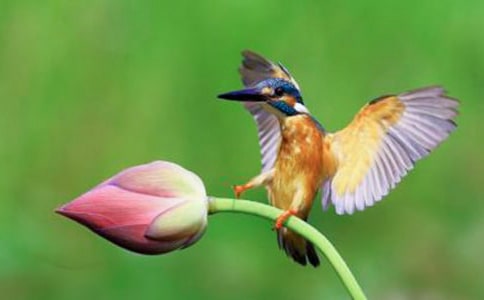 翠鸟作文300字7篇(推荐)