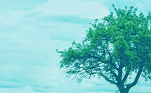 【推荐】大树作文300字3篇