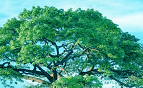 听听秋的声音大树抖抖手臂这句话运用了