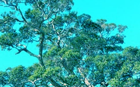 ��һ�ô���������з���