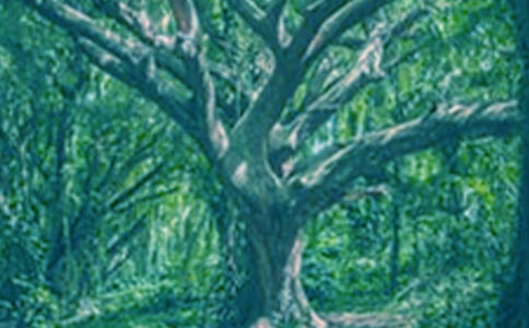 �йش���������300����ƪ