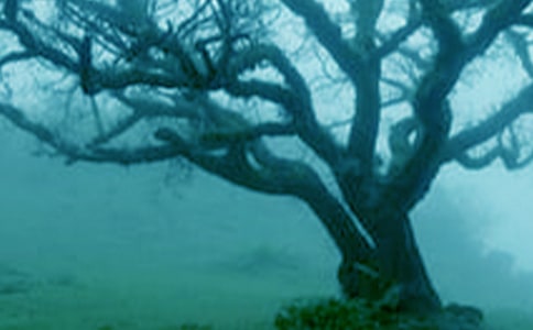 小草和大树读后感范文