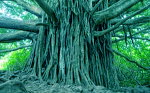 《小草和大树》读后感范文