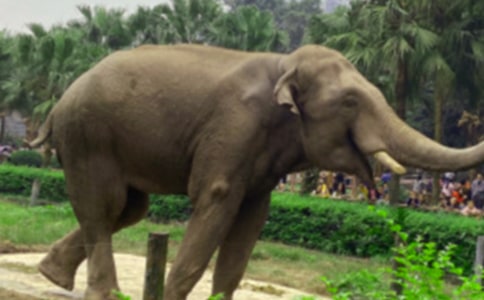 大象的眼泪读后感