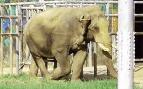 ����������ᡷ�����(����)