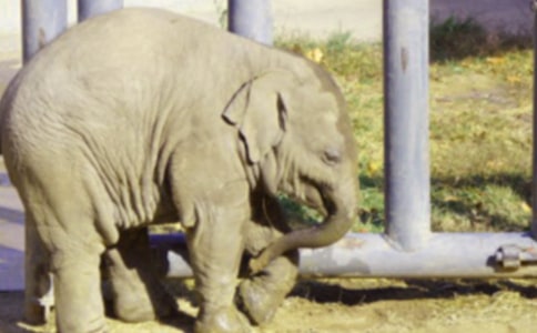 大象的作文300字(共7篇)