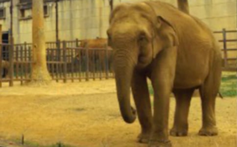 大象的英文怎么拼写