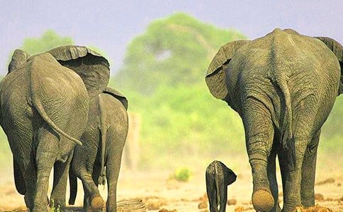 大象的眼泪读后感汇编7篇