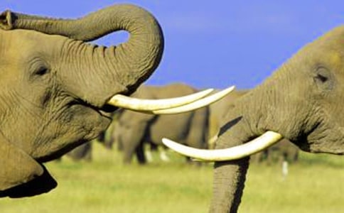 �����ñ��Ӻ�ˮ��Ӣ����ô���